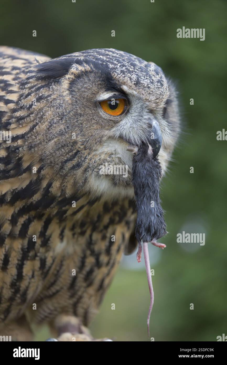 Portrait d'une chouette aigle eurasienne, Bubo bubo. Avaler une souris gris foncé. Végétation verte en arrière-plan Banque D'Images