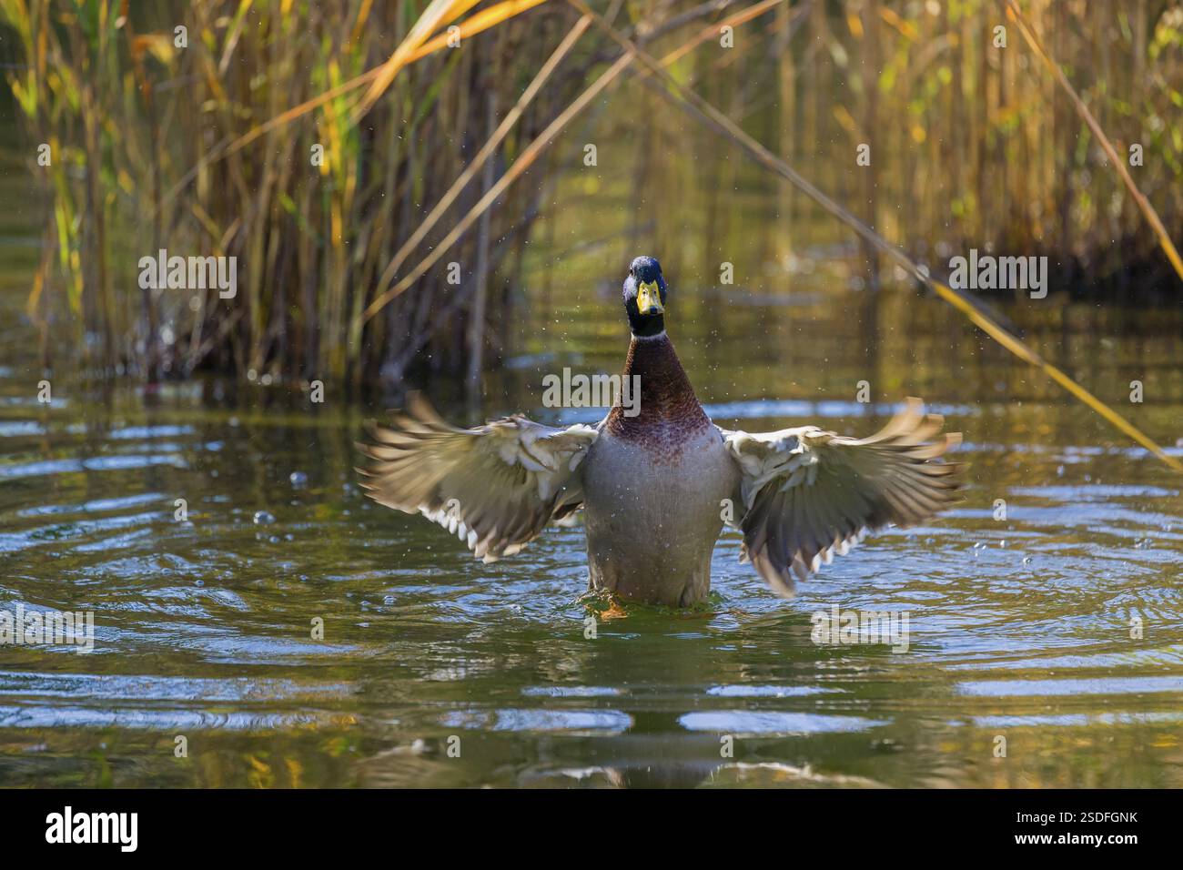 Un colvert mâle ou canard sauvage (Anas platyrhynchos) baigne dans un étang, battant ses ailes Banque D'Images