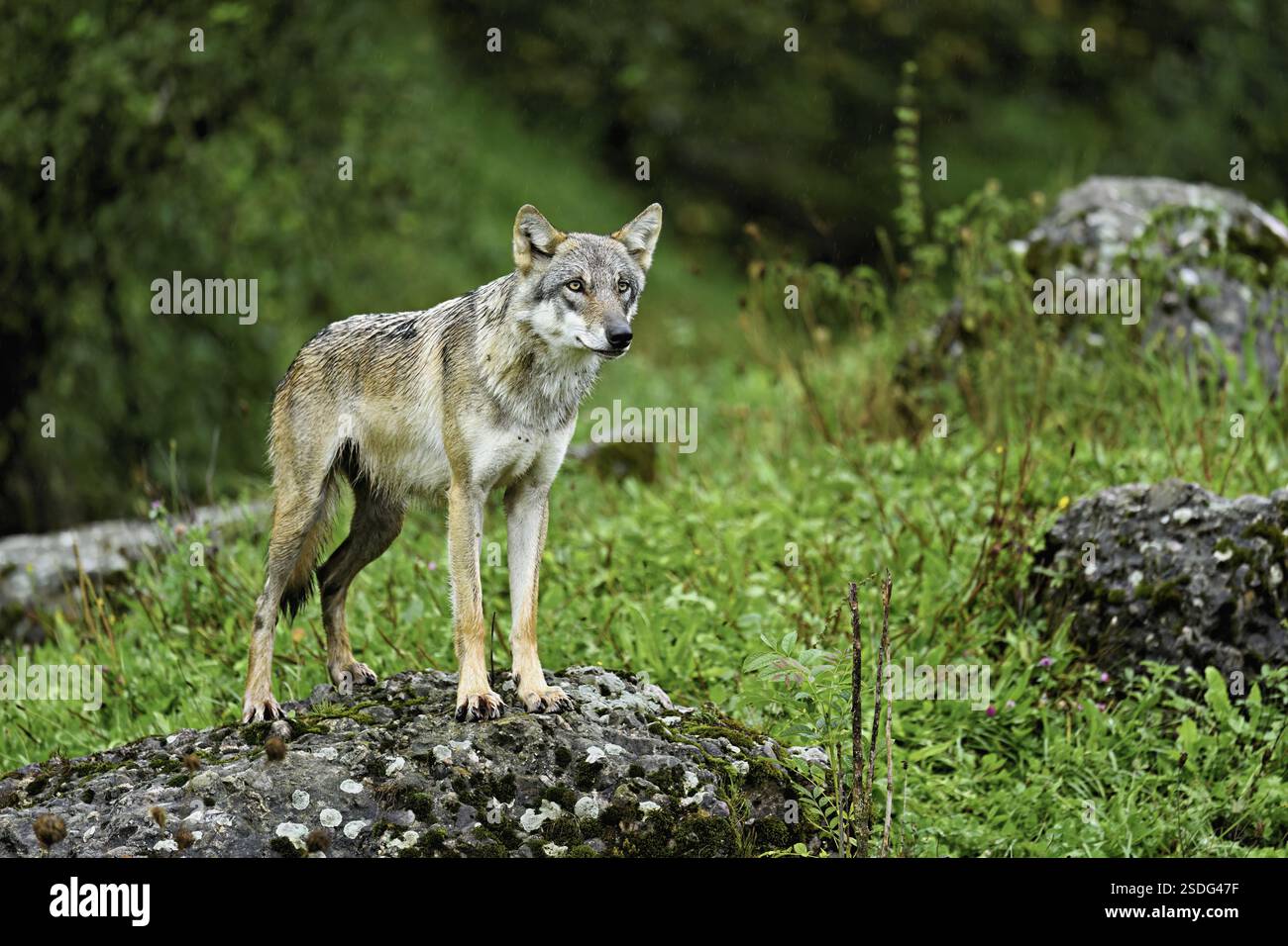 Loup gris européen (Canis lupus lupus), vieil animal debout sur le rocher, captif, Suisse, Europe Banque D'Images