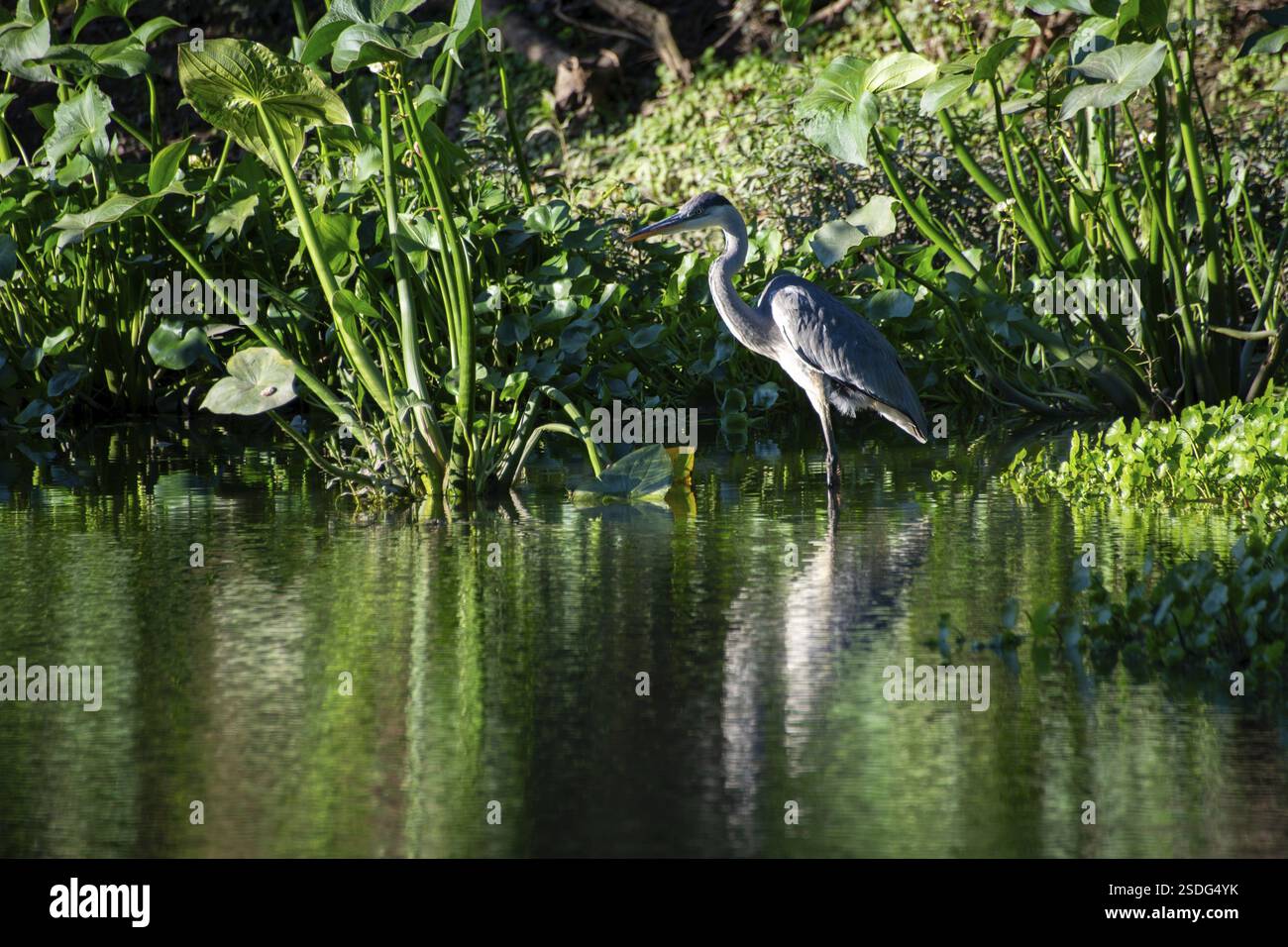 Héron cocoi vivant en liberté (Ardea cocoi) dans la réserve naturelle de Ciudad Universitaria, Buenos Aires, Argentine, Amérique du Sud Banque D'Images