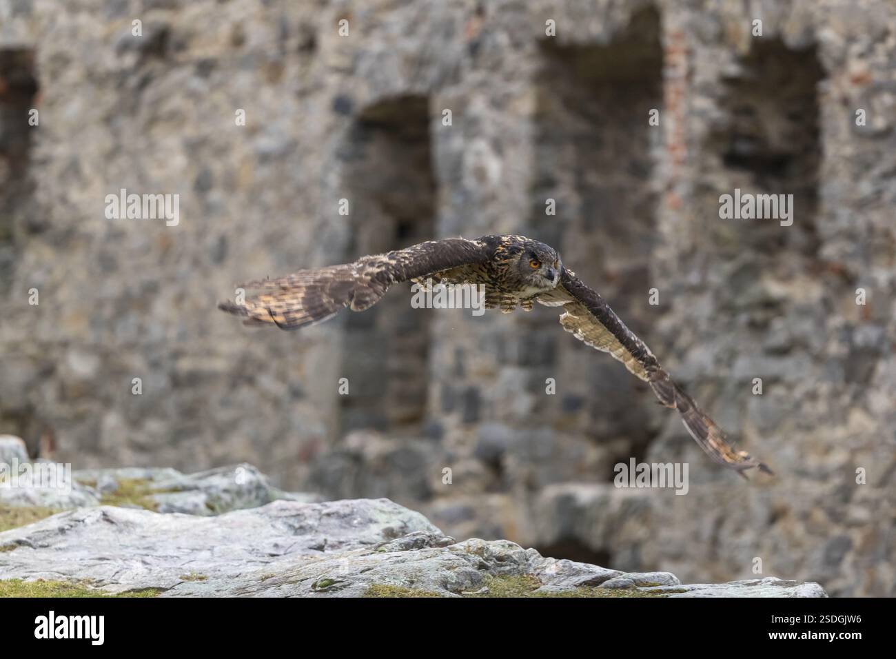 Une chouette aigle eurasienne, Bubo bubo, volant à l'intérieur d'une ruine d'un monastère. Les murs en arrière-plan Banque D'Images