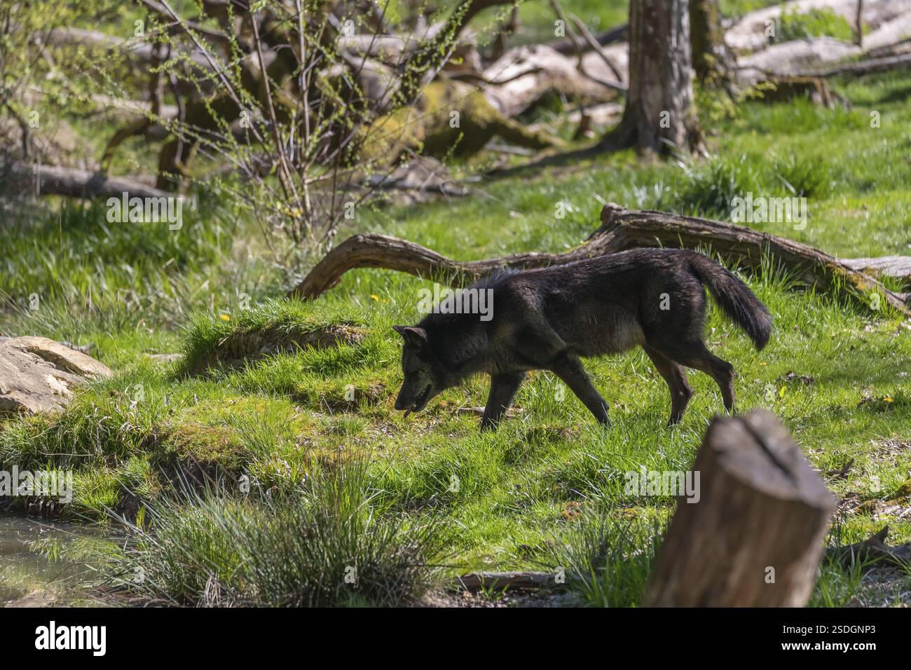 Un Timberwolf, Canis lupus lycaon, marchant à terre dans un petit étang. Herbe verte en arrière-plan Banque D'Images