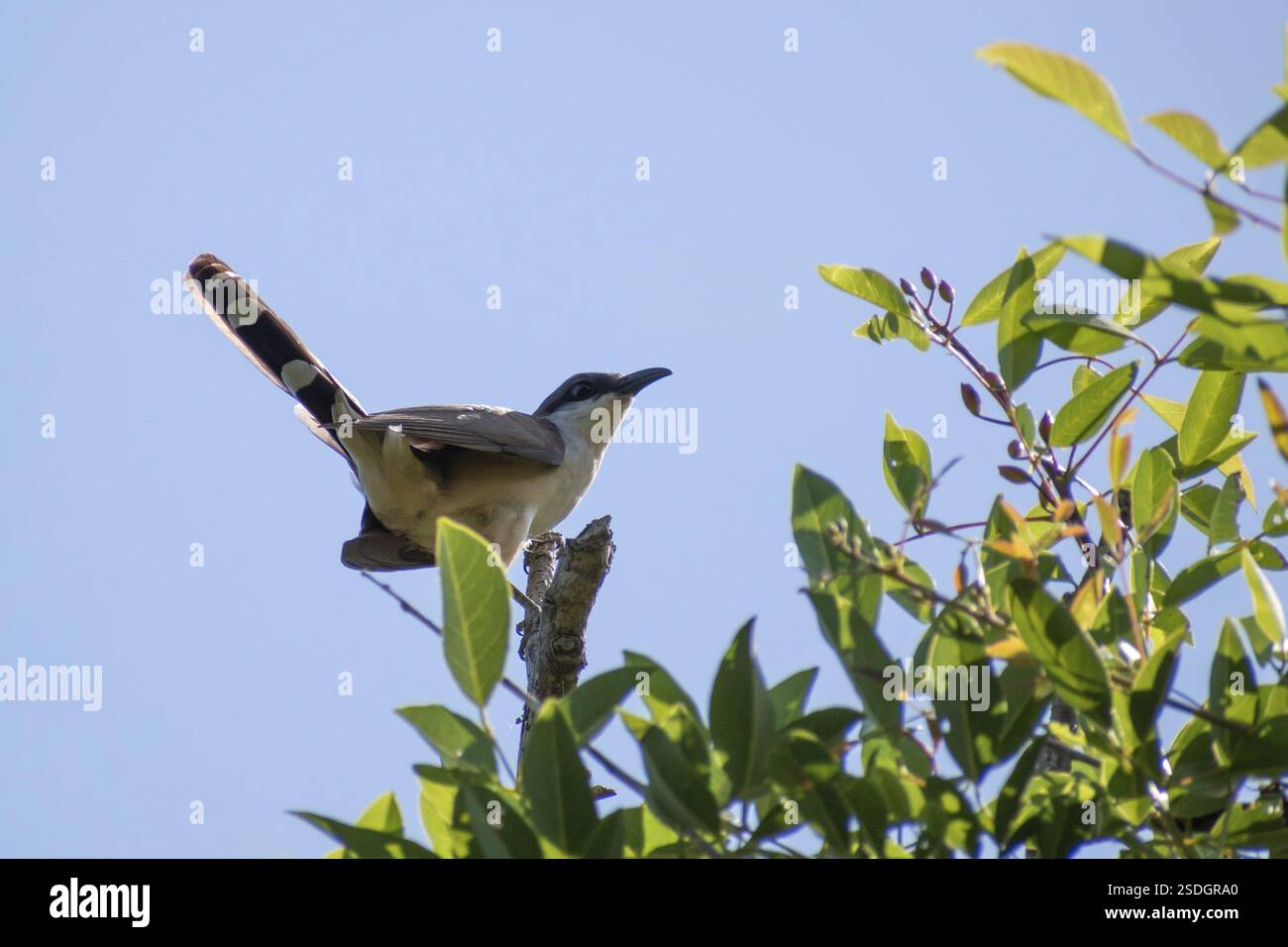 Un coucou à bec foncé (Coccyzus melacoryphus) dans la réserve naturelle de Ribera Norte, Buenos Aires, Argentine, Amérique du Sud Banque D'Images
