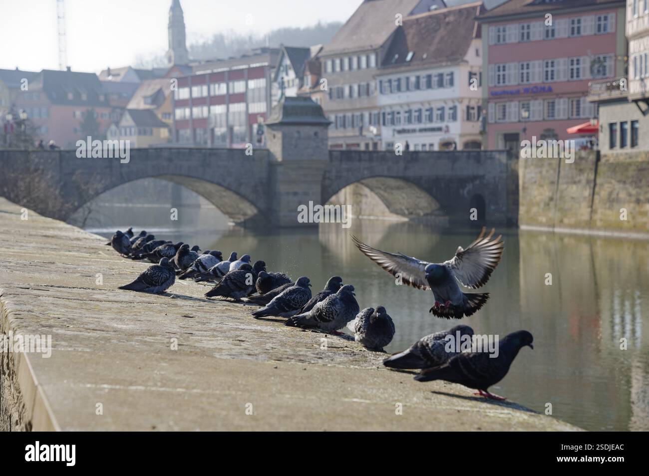 Pigeons de ville sur le mur sur les rives du Kocher, pigeon, vallée du Kocher, Kocher, excréments, fientes d'oiseaux, contamination, peste, ravageur, symbole de chance Banque D'Images