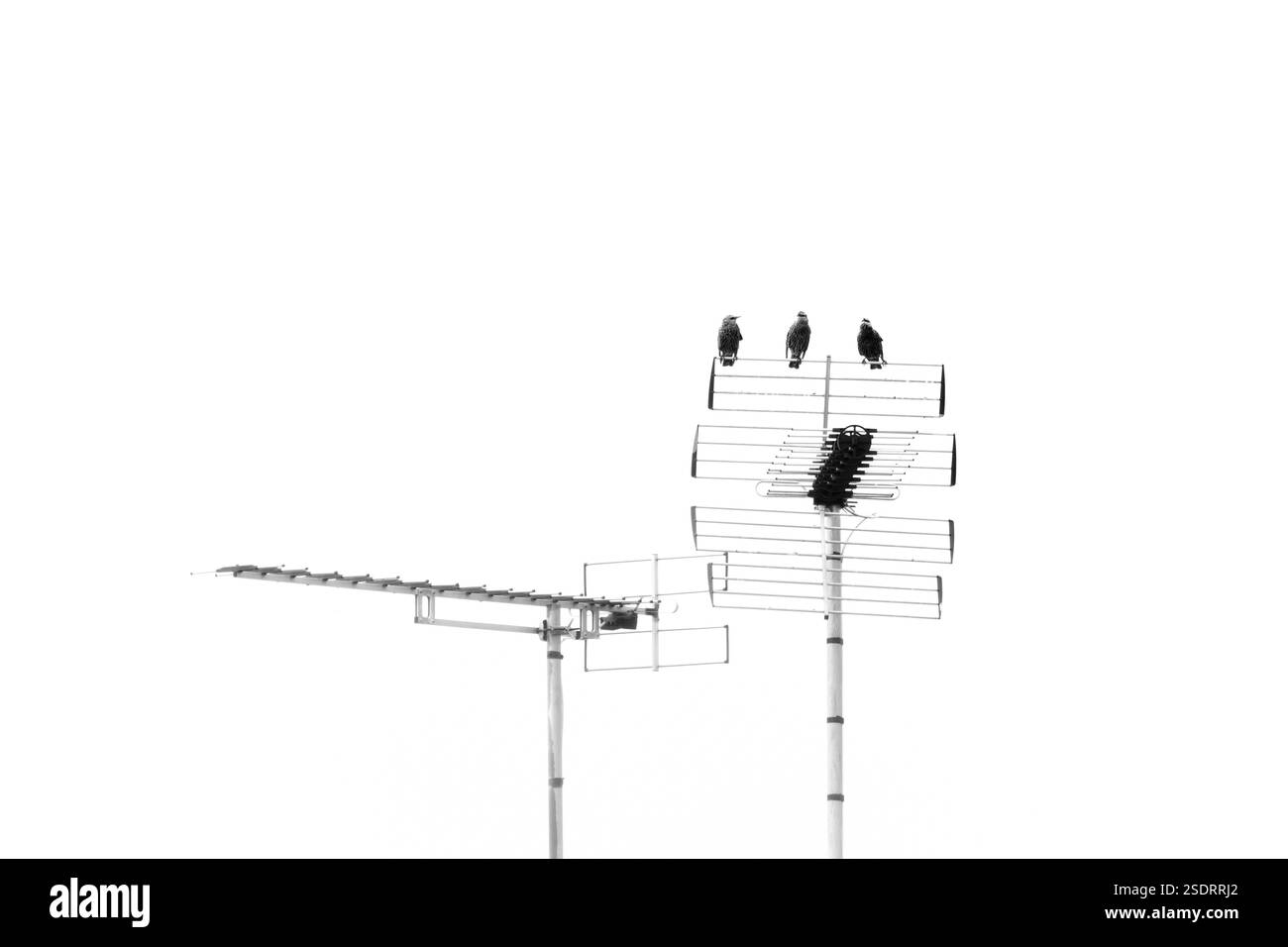 Une image en noir et blanc de trois étourneaux européens perchés sur quelque chose. Banque D'Images