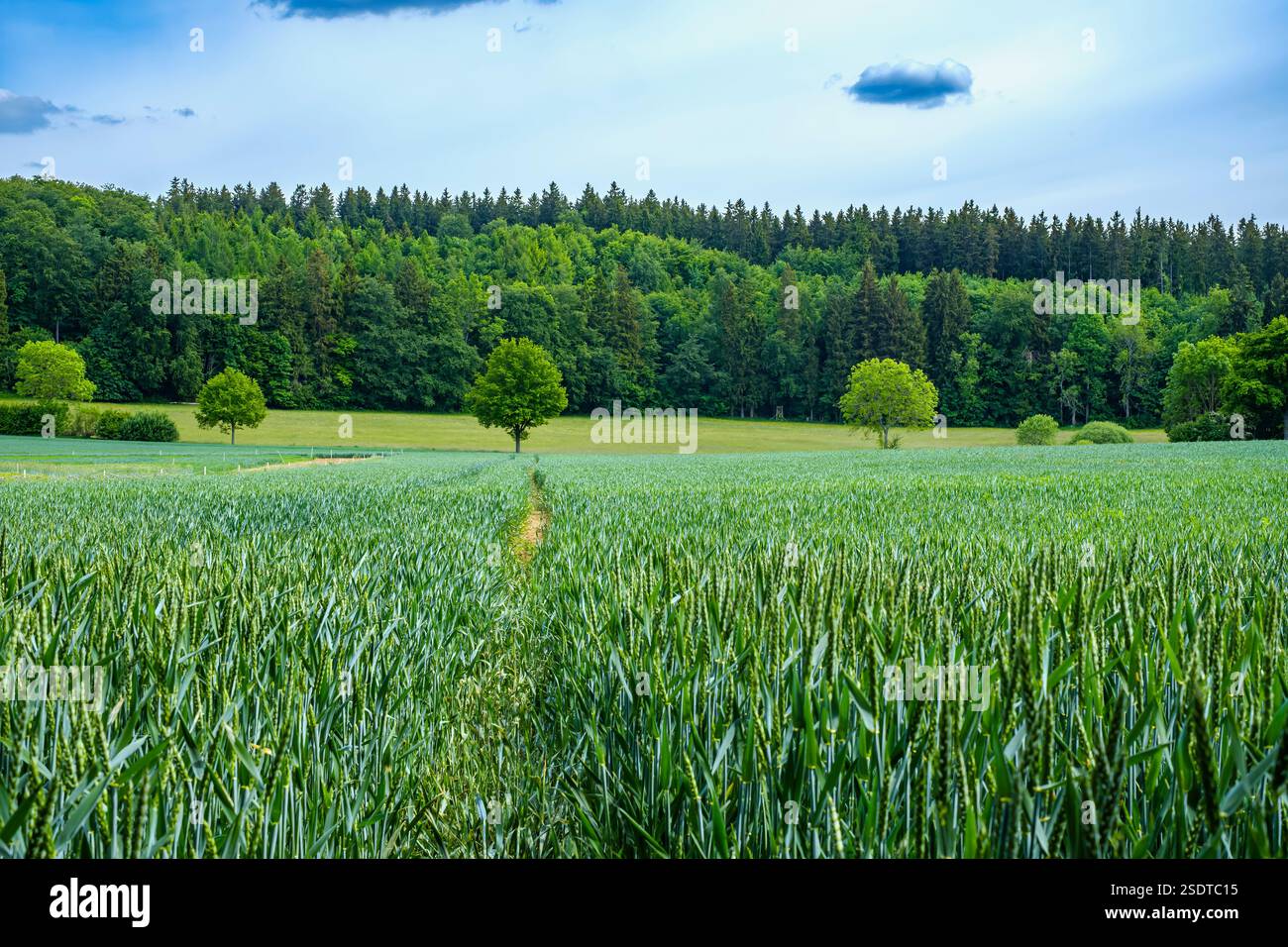 Paysage agricole avec champ de céréales en maturation sur l'Alb souabe près de Würtingen, fournis Johann, Baden-Württemberg, Allemagne. Banque D'Images