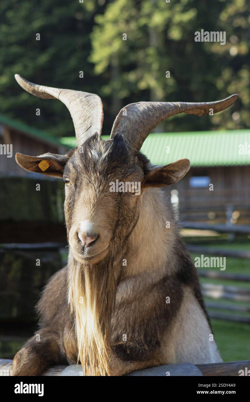 Portrait de tête de chèvre regardant de face Banque D'Images