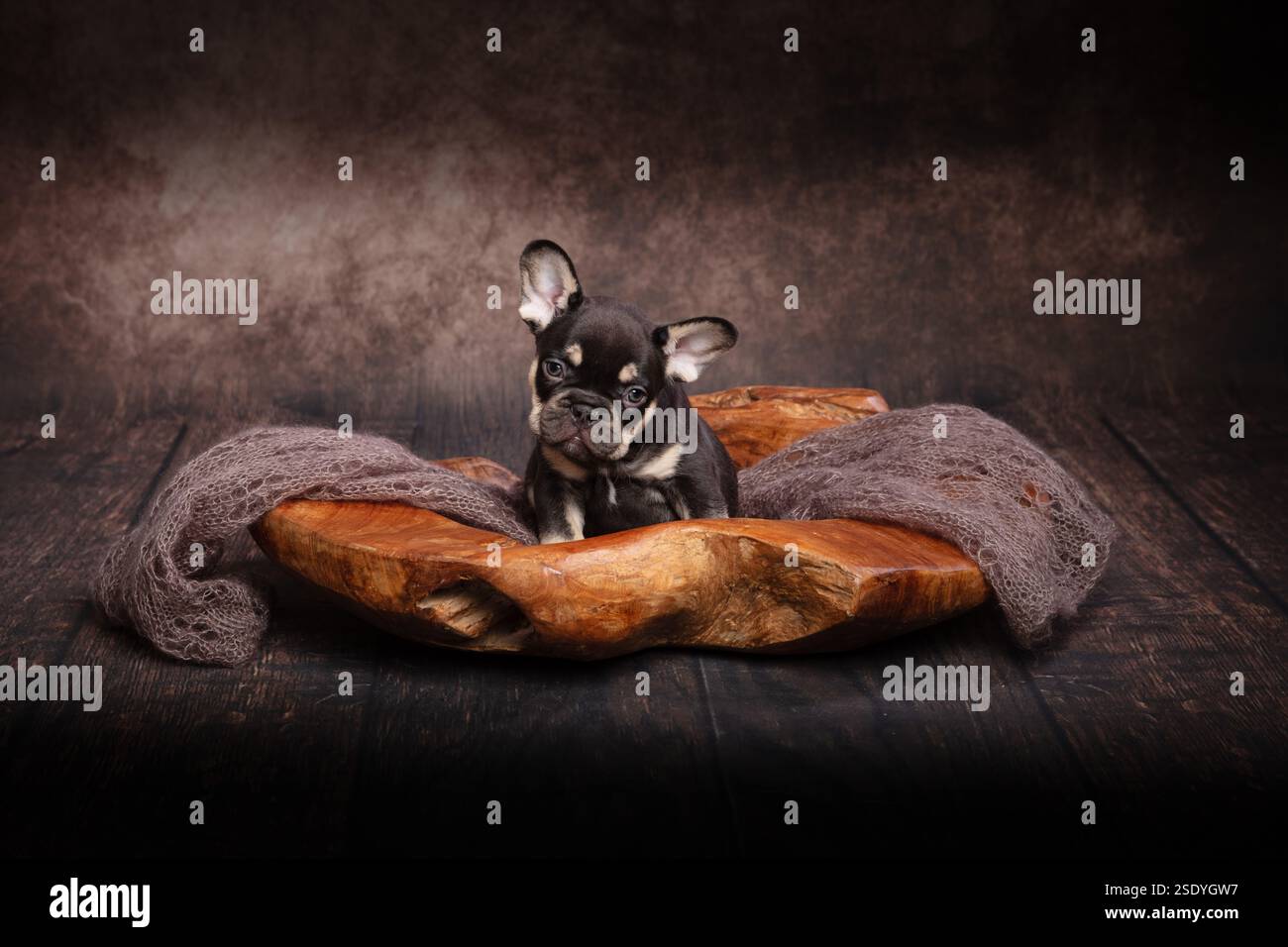 Un chiot bouledogue français de couleur foncée mignon assis dans un bol en bois sculpté à la main regardant vers la caméra Banque D'Images