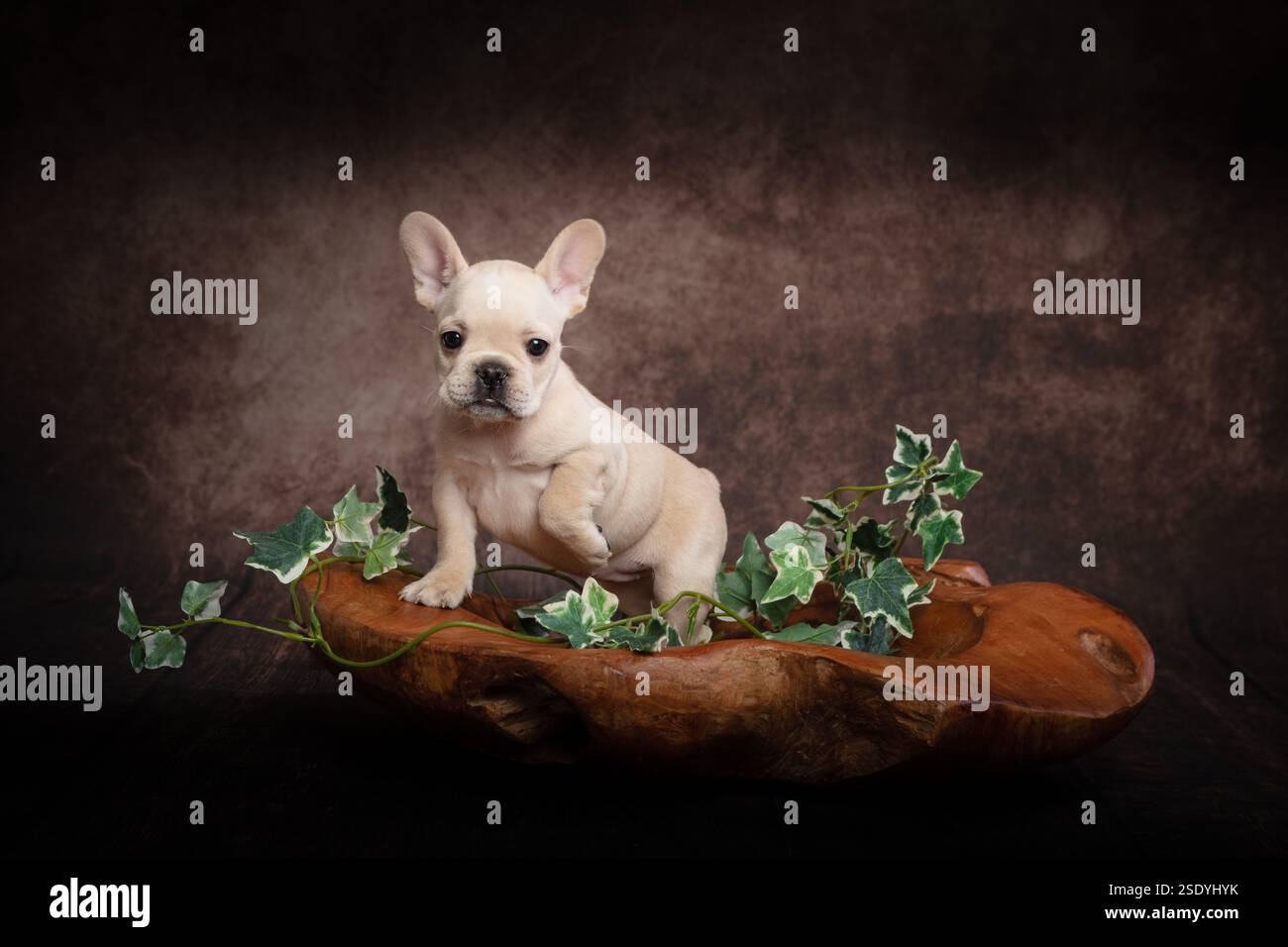 Un bouledogue français crème mignon se dresse sur le bord d'un bol en bois sculpté. Il y a une coupe de Ivy qui coule à travers l'image. Banque D'Images