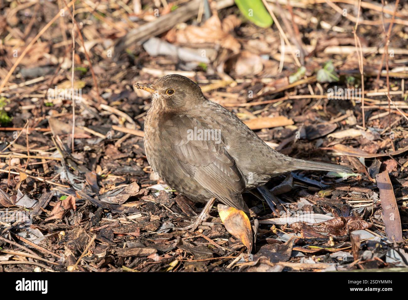 Oiseau noir (Turdus merula) oiseau femelle qui est un oiseau de jardin commun trouvé au Royaume-Uni et en Europe, image de stock de photos de la faune Banque D'Images