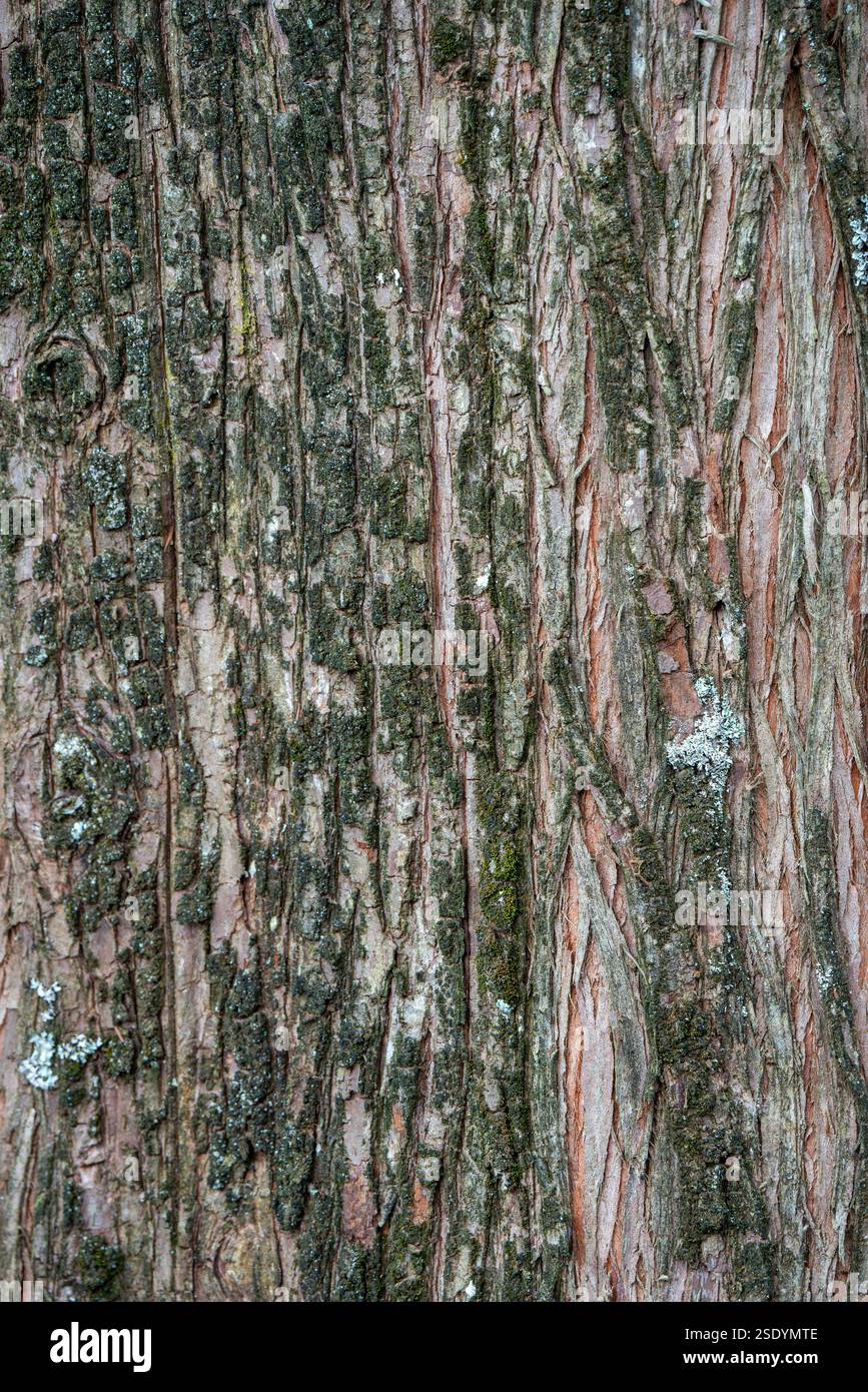Metasequoia glyptostroboides écorce d'arbre brun, macro gros plan de texture, communément connu sous le nom de séquoia d'aube, image de stock de photo de forêt Banque D'Images