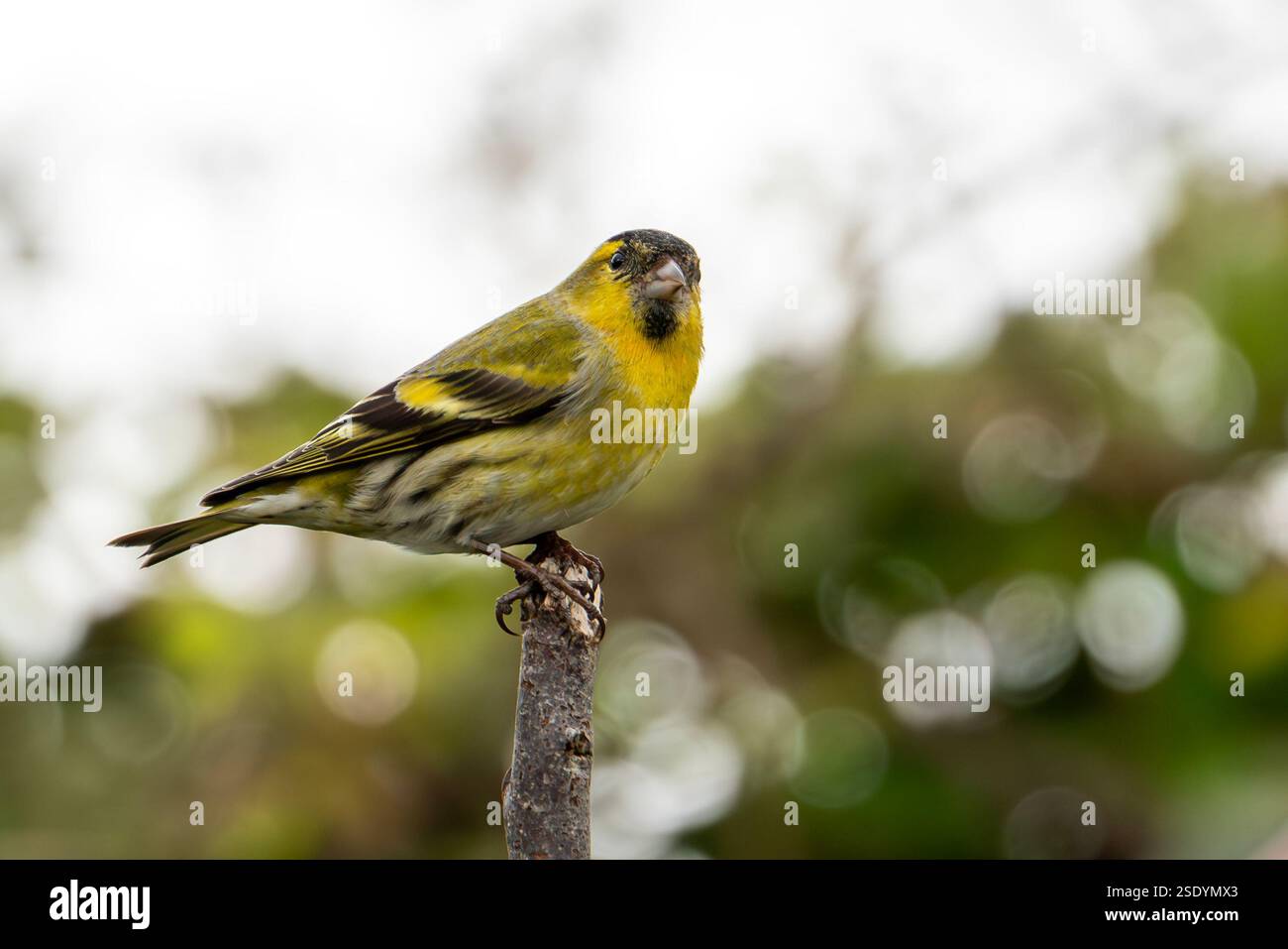 Siskin (Carduelis spinus) oiseau mâle qui est un oiseau chanteur jaune vert commun de jardin trouvé au Royaume-Uni et en Europe, image de stock de photos de la faune Banque D'Images
