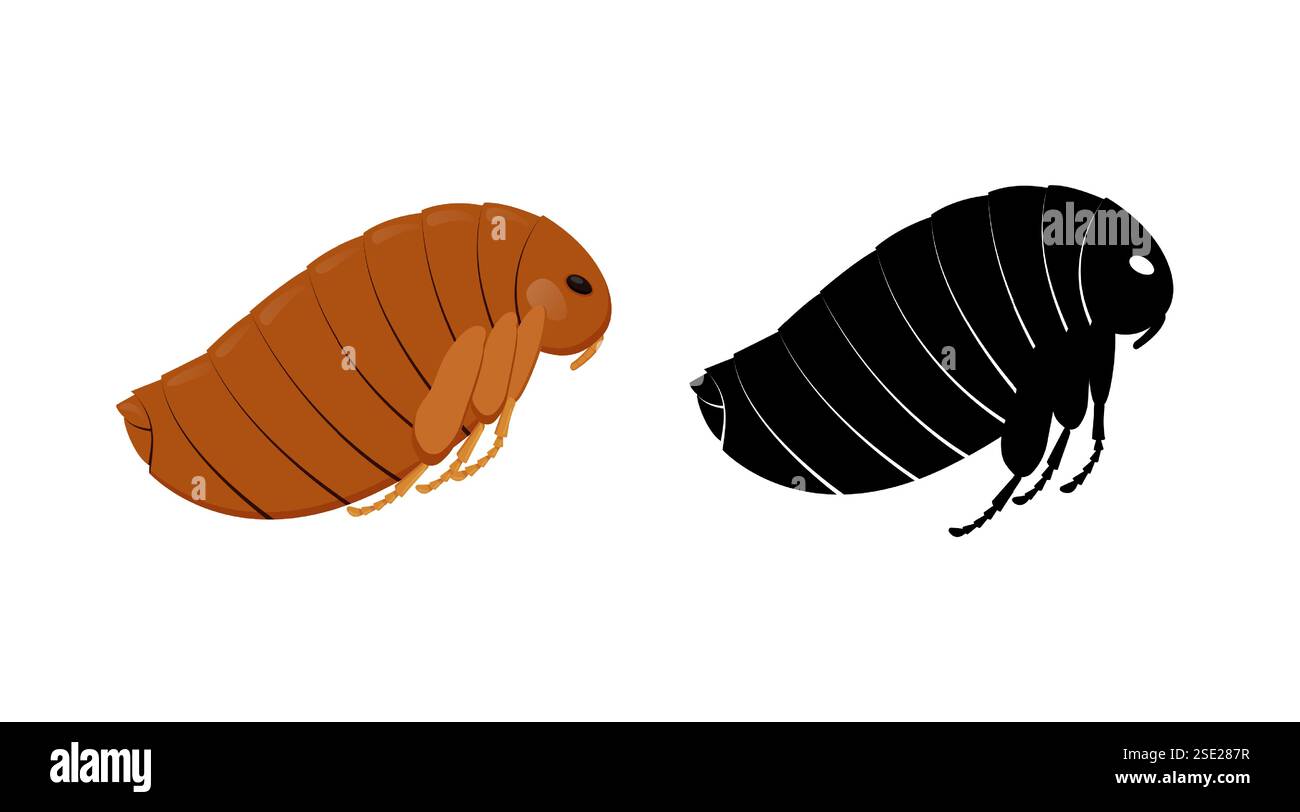 Insecte à puce et sa silhouette montrant un corps segmenté, des jambes et un grand oeil Illustration de Vecteur