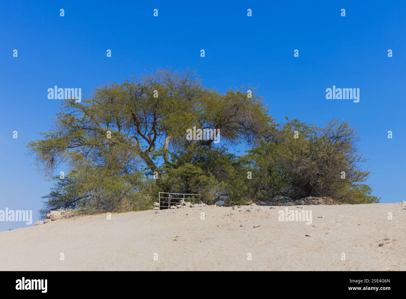 L'arbre de vie (approx. de 1582) au milieu du désert arabe à Bahreïn Banque D'Images