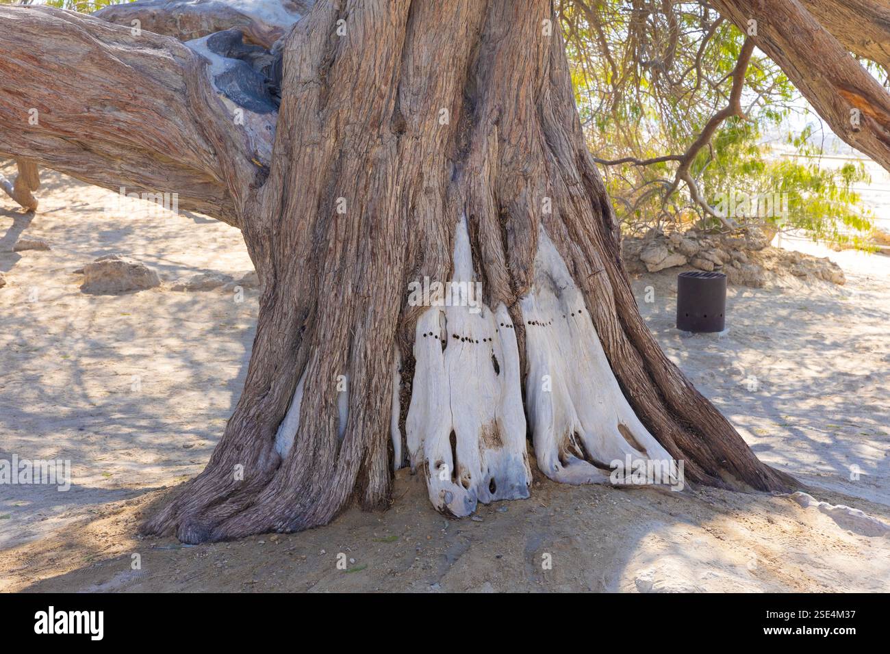 L'arbre de vie (approx. de 1582) au milieu du désert arabe à Bahreïn Banque D'Images