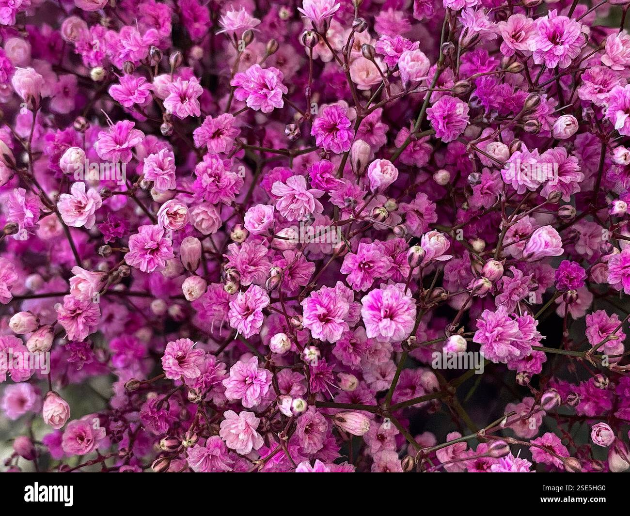 Fleurs de souffle délicates de bébé (Gypsophila paniculata) – fond de texture florale douce Banque D'Images