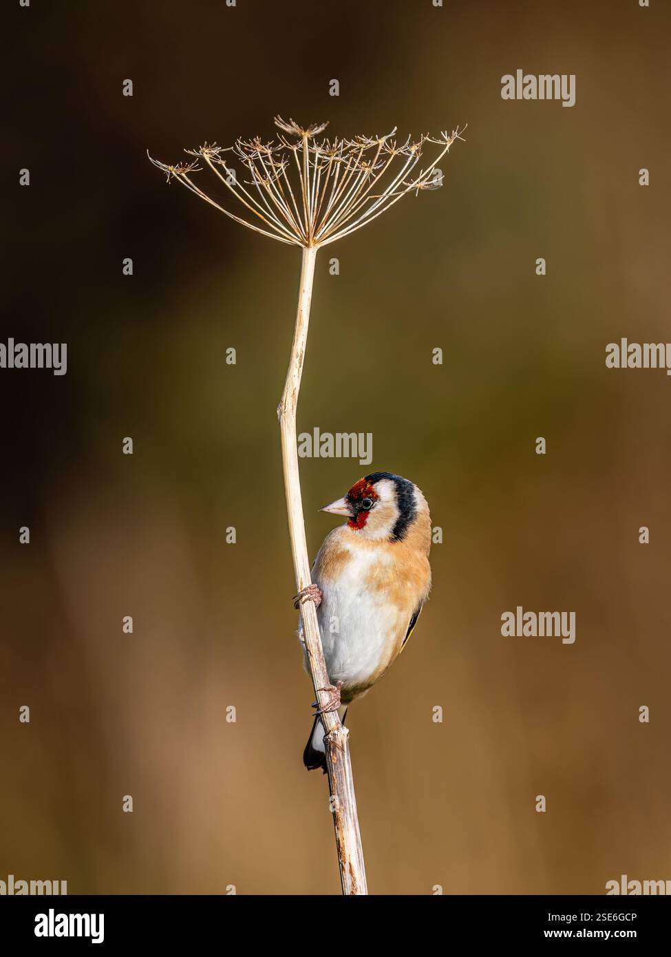 Goldfinch sous le soleil d'hiver dans le centre du pays de Galles Banque D'Images