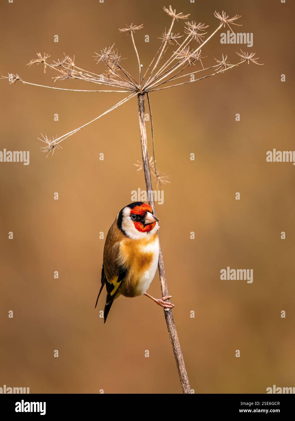Goldfinch sous le soleil d'hiver dans le centre du pays de Galles Banque D'Images