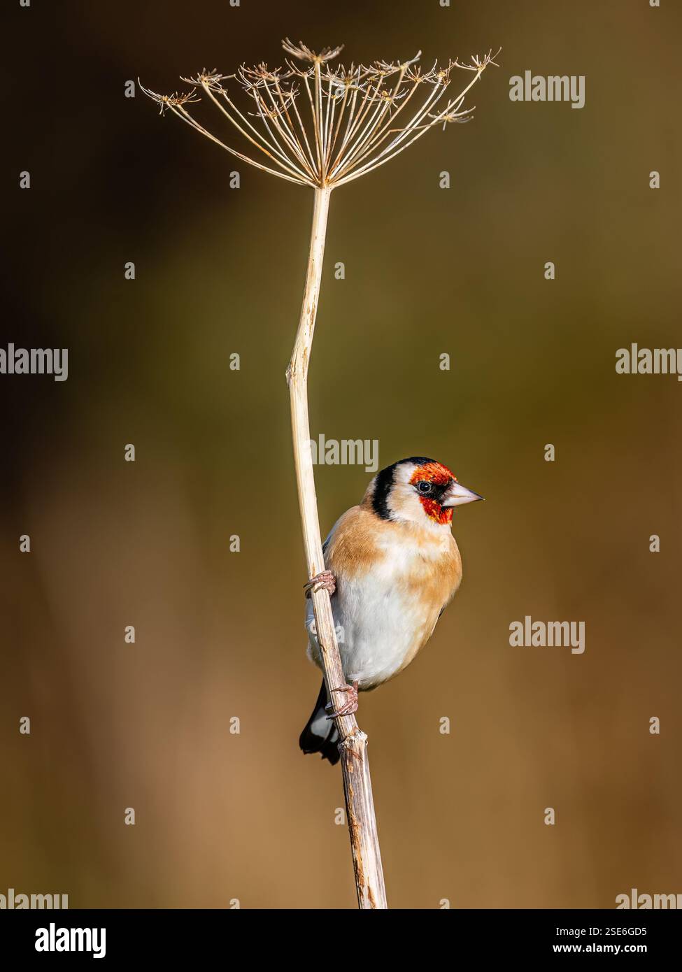 Goldfinch sous le soleil d'hiver dans le centre du pays de Galles Banque D'Images