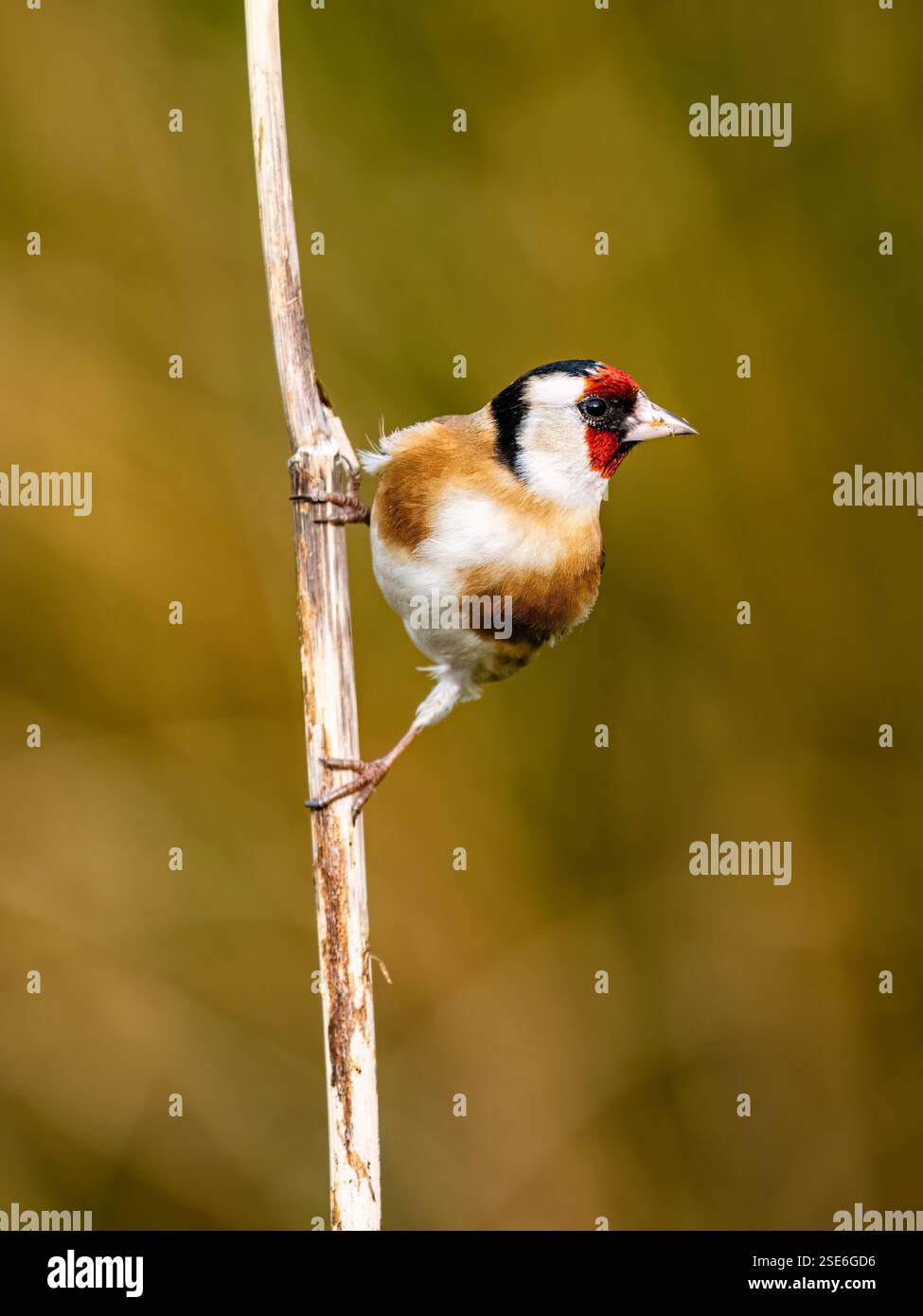 Goldfinch sous le soleil d'hiver dans le centre du pays de Galles Banque D'Images
