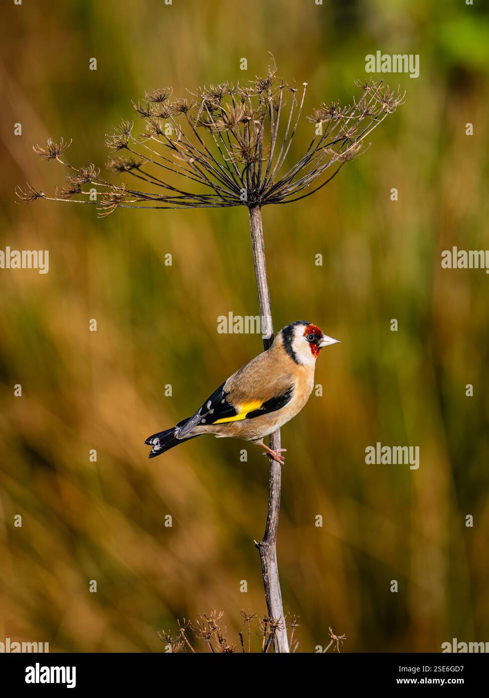 Goldfinch sous le soleil d'hiver dans le centre du pays de Galles Banque D'Images
