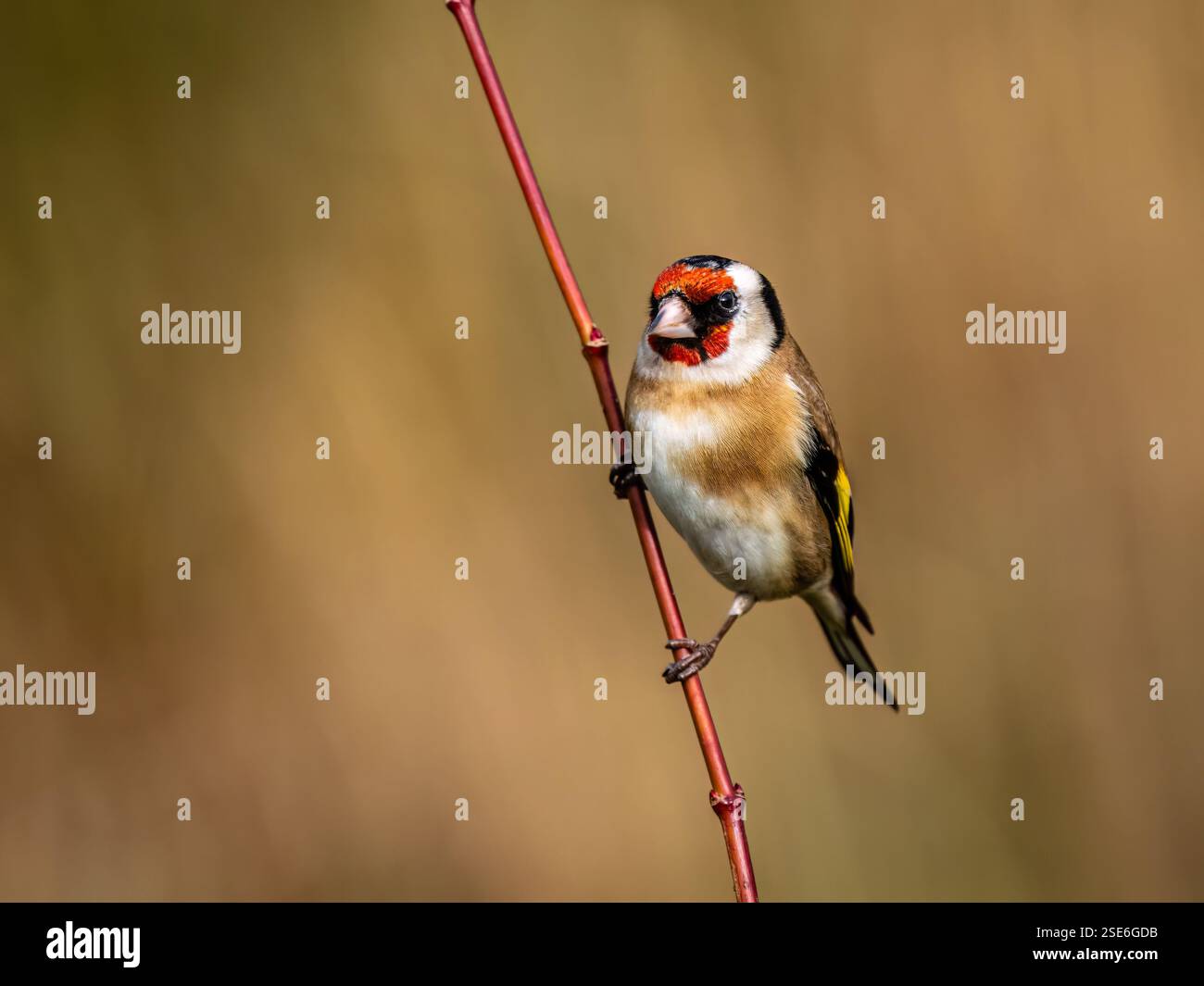 Goldfinch sous le soleil d'hiver dans le centre du pays de Galles Banque D'Images