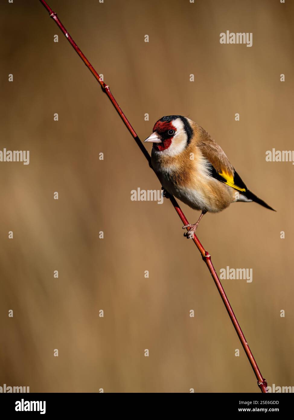 Goldfinch sous le soleil d'hiver dans le centre du pays de Galles Banque D'Images
