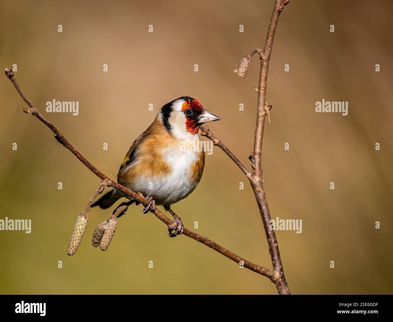 Goldfinch sous le soleil d'hiver dans le centre du pays de Galles Banque D'Images