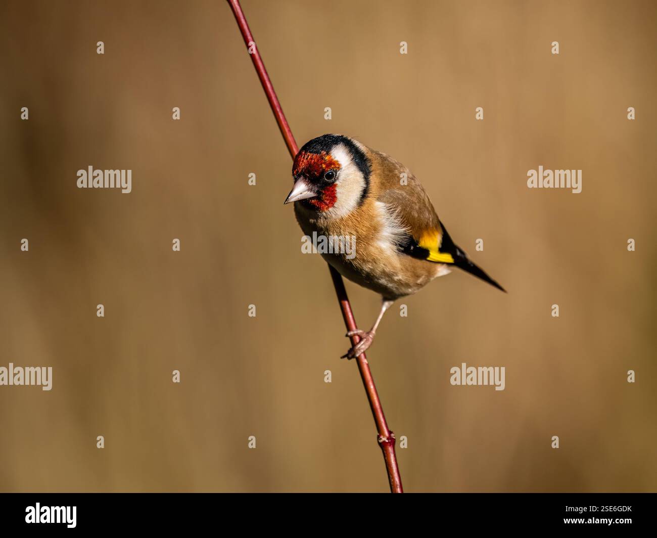 Goldfinch sous le soleil d'hiver dans le centre du pays de Galles Banque D'Images
