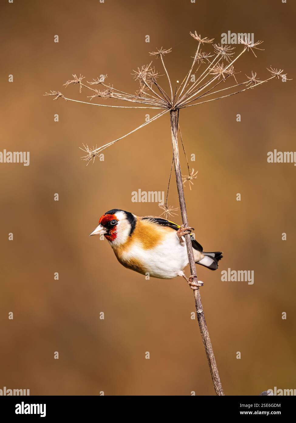 Goldfinch sous le soleil d'hiver dans le centre du pays de Galles Banque D'Images