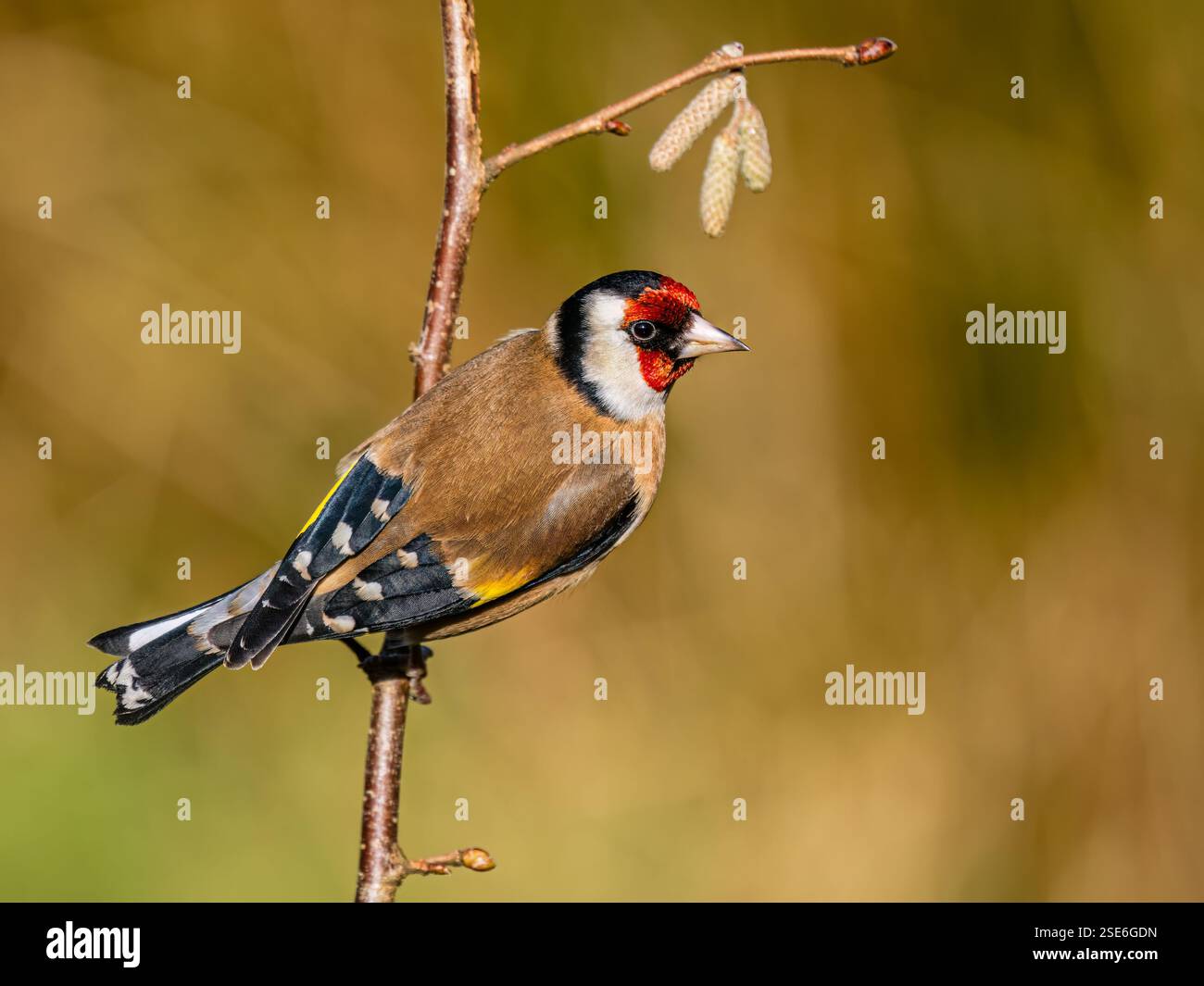 Goldfinch sous le soleil d'hiver dans le centre du pays de Galles Banque D'Images
