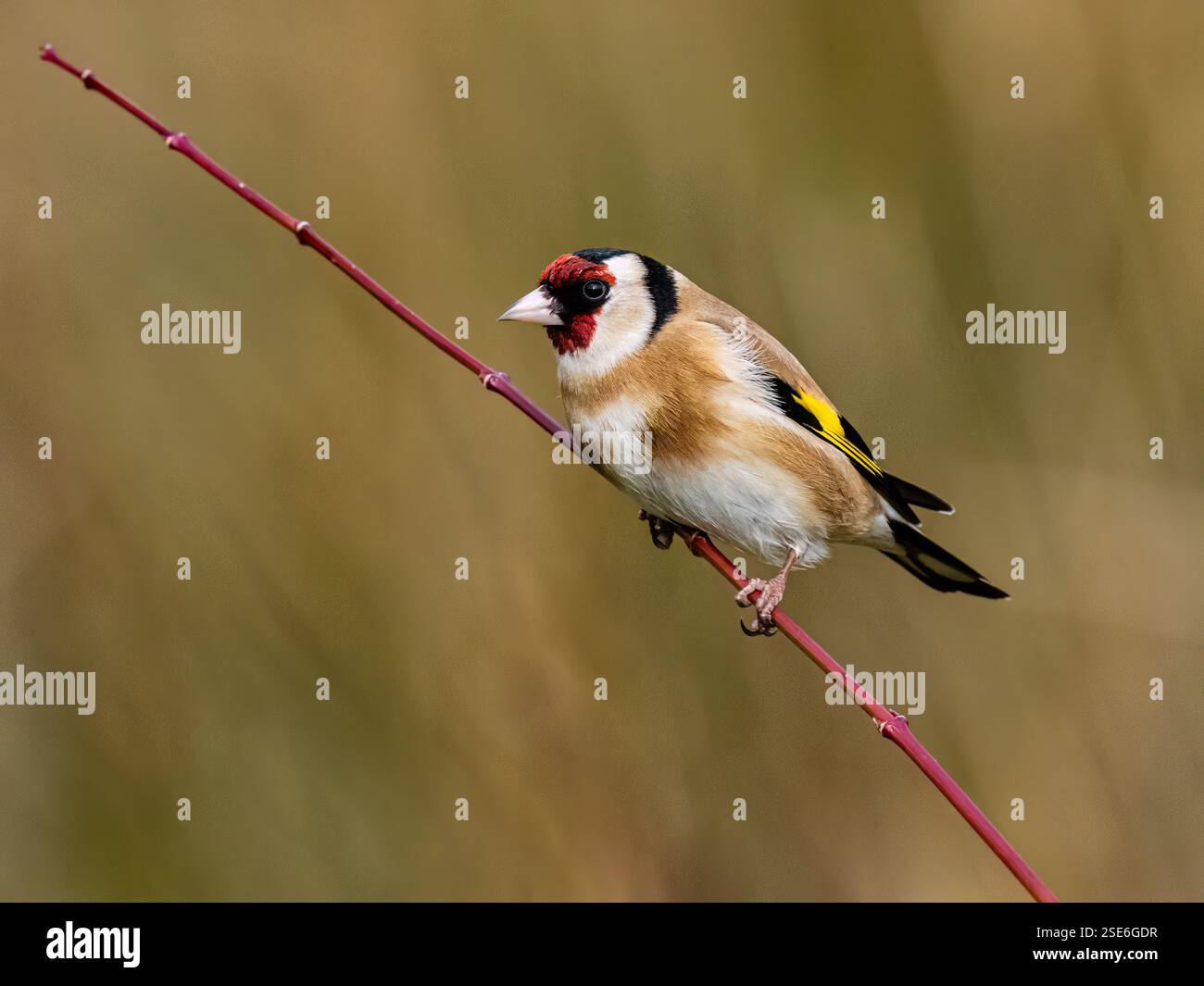 Goldfinch sous le soleil d'hiver dans le centre du pays de Galles Banque D'Images