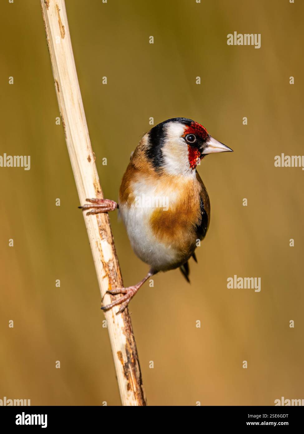 Goldfinch sous le soleil d'hiver dans le centre du pays de Galles Banque D'Images