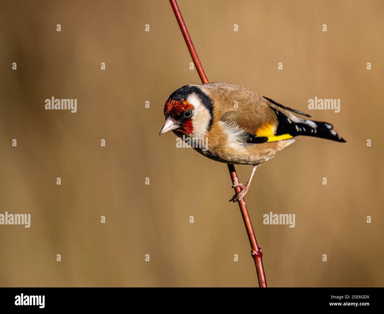 Goldfinch sous le soleil d'hiver dans le centre du pays de Galles Banque D'Images