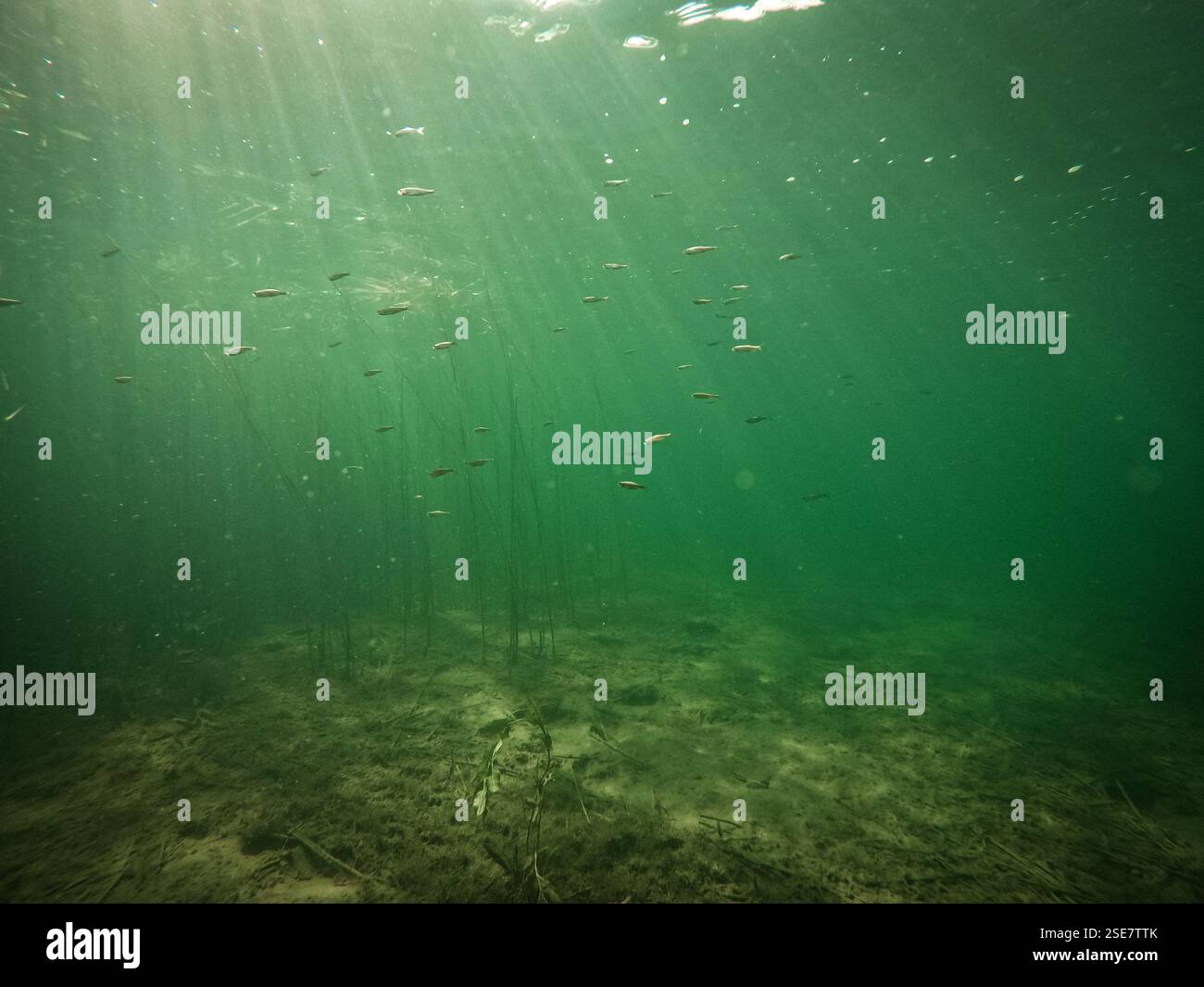 Fond sous-marin ; flore et faune d'eau douce avec des plantes aquatiques et de petits poissons, par une journée ensoleillée avec des rayons de soleil et des reflets sur la surface de l'eau. Banque D'Images