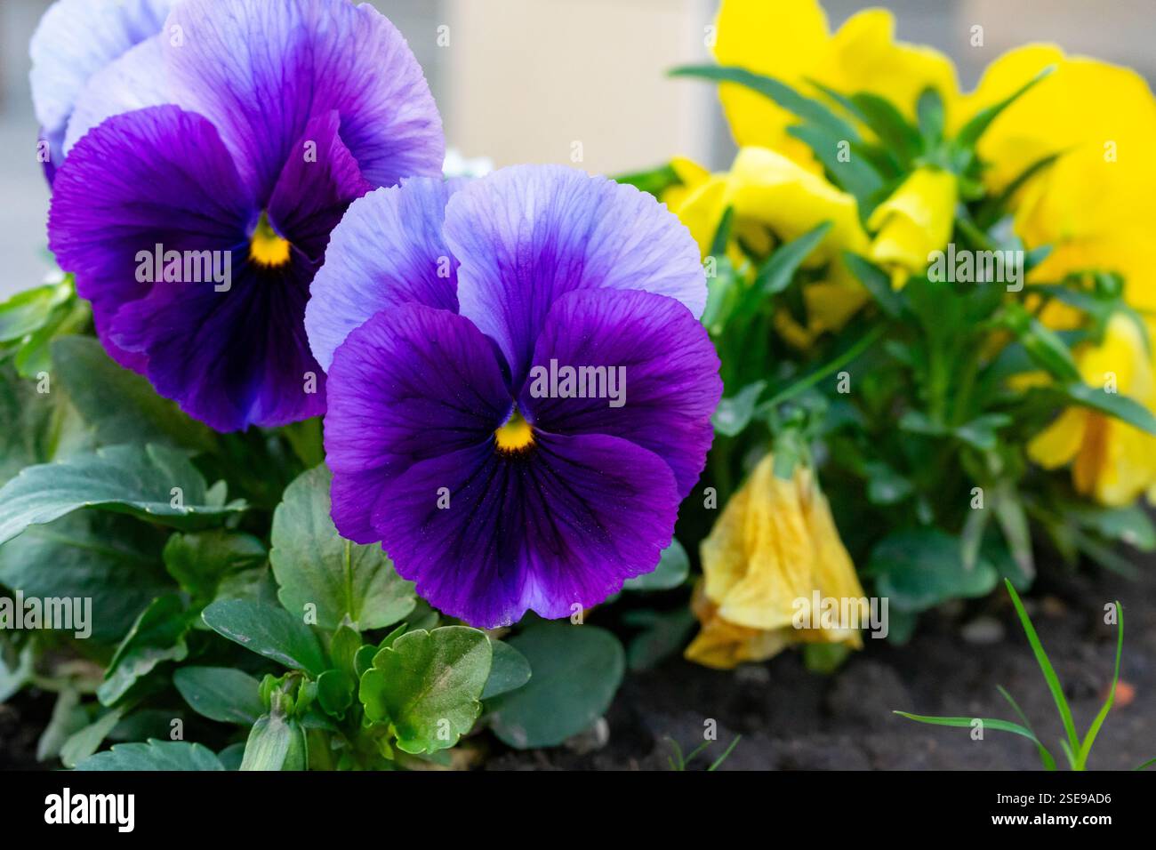 Des pansies violettes et jaunes vives se développent dans un jardin printanier, mettant en valeur leurs couleurs vives sur un feuillage vert luxuriant. Leurs pétales créent un d joyeux Banque D'Images