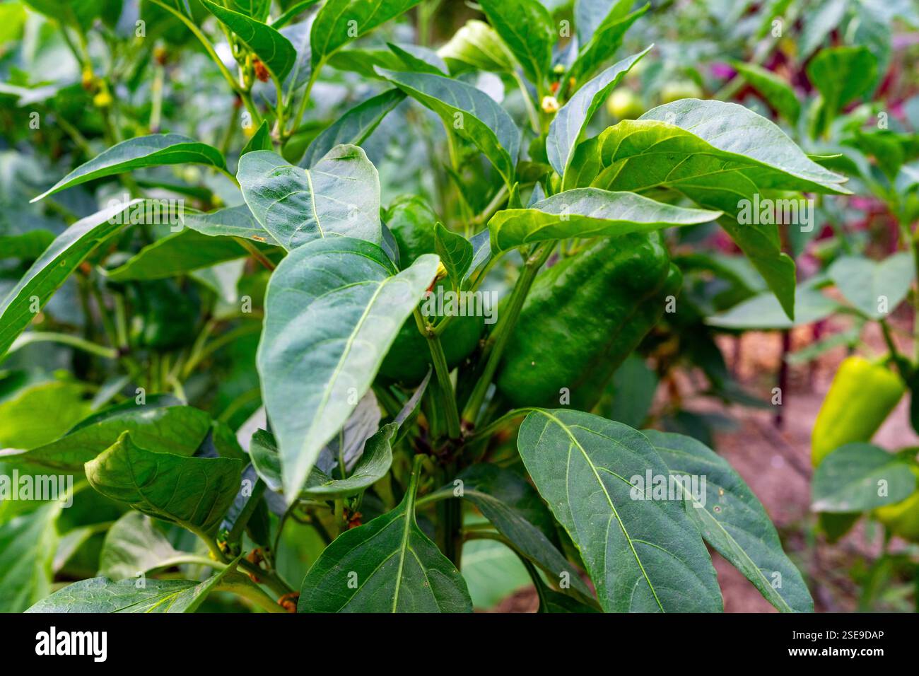 Des plantes de poivrons verts luxuriants poussent dans un jardin, présentant des feuilles saines et des poivrons en herbe. La lumière du soleil filtre à travers les feuilles, mettant en évidence le Banque D'Images