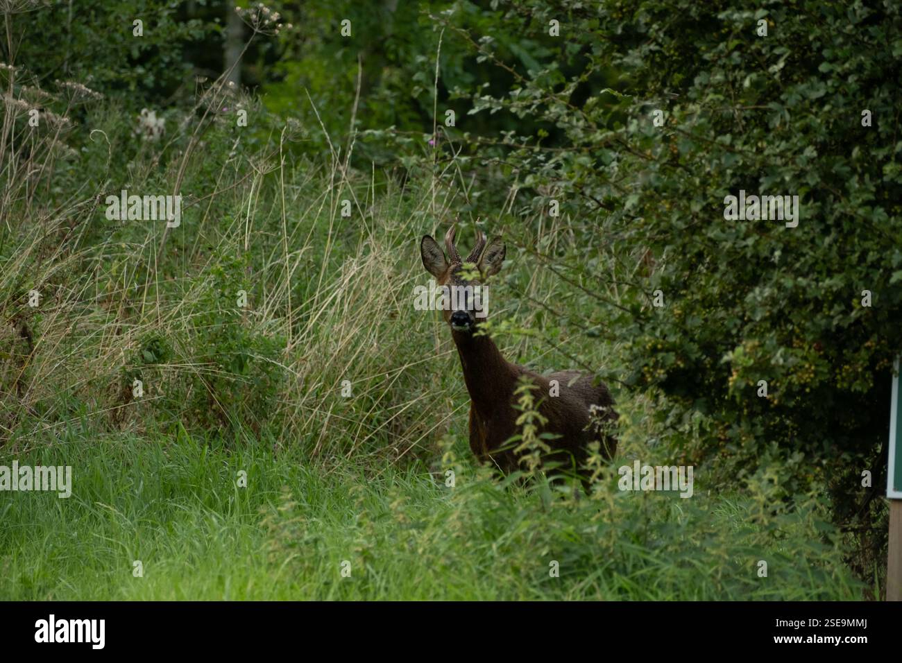 Jeune cerf mâle (cerf) dans la campagne du Lincolnshire. Portrait animal clair - en regardant vers l'appareil photo Banque D'Images