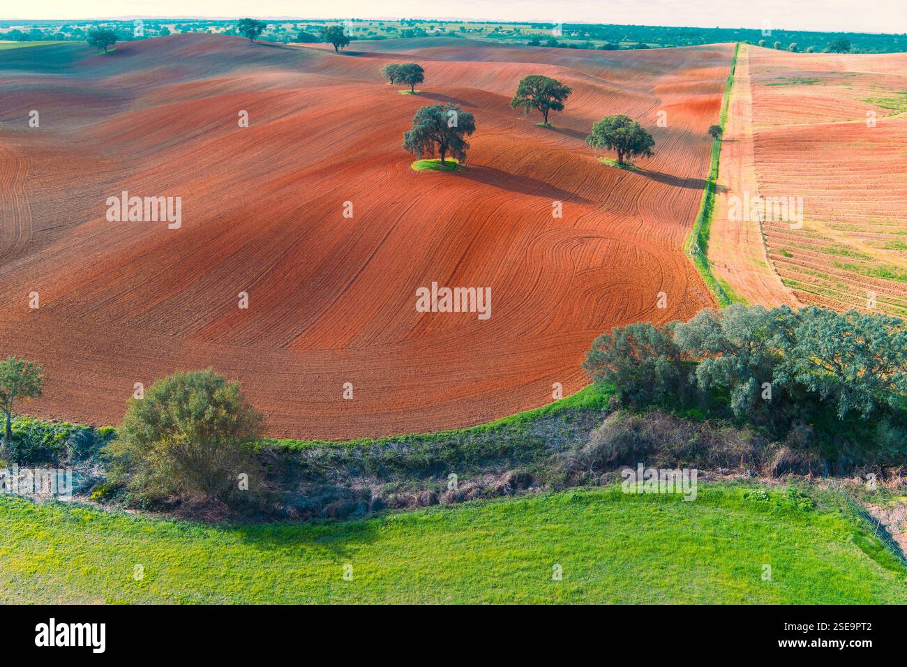 Champ arable en automne. Oliviers sur le terrain. Paysage rural. Champs vallonnés sur les collines. Alvalade, Portugal Banque D'Images