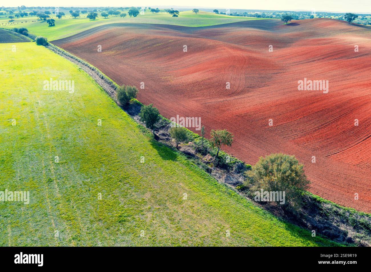 Champ arable en automne. Oliviers sur le terrain. Paysage rural. Champs vallonnés sur les collines. Alvalade, Portugal Banque D'Images
