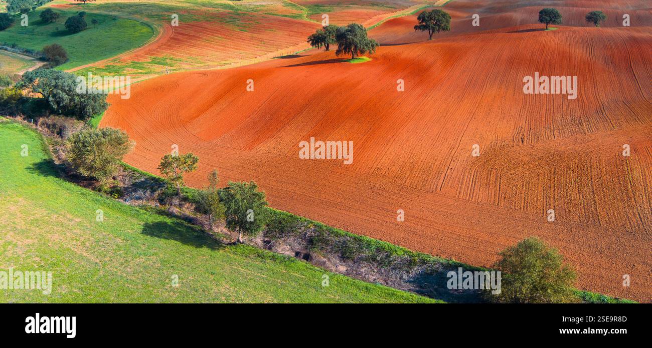 Champ arable en automne. Oliviers sur le terrain. Paysage rural. Champs vallonnés sur les collines. Alvalade, Portugal. Bannière horizontale Banque D'Images