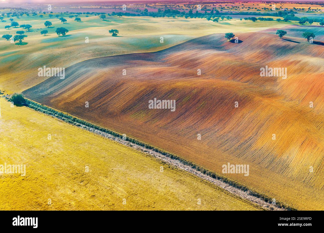 Champ arable en automne. Oliviers sur le terrain. Paysage rural. Champs vallonnés sur les collines. Alvalade, Portugal Banque D'Images