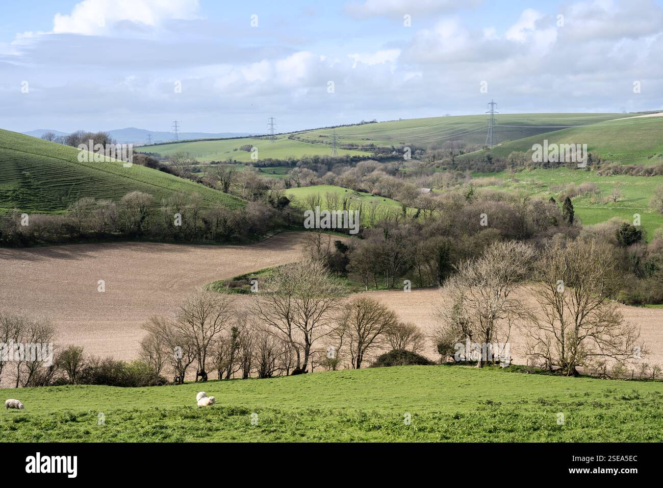 Les lignes électriques du National Grid traversent les collines de craie des Dorset Downs à Askerswell près de Bridport. Banque D'Images