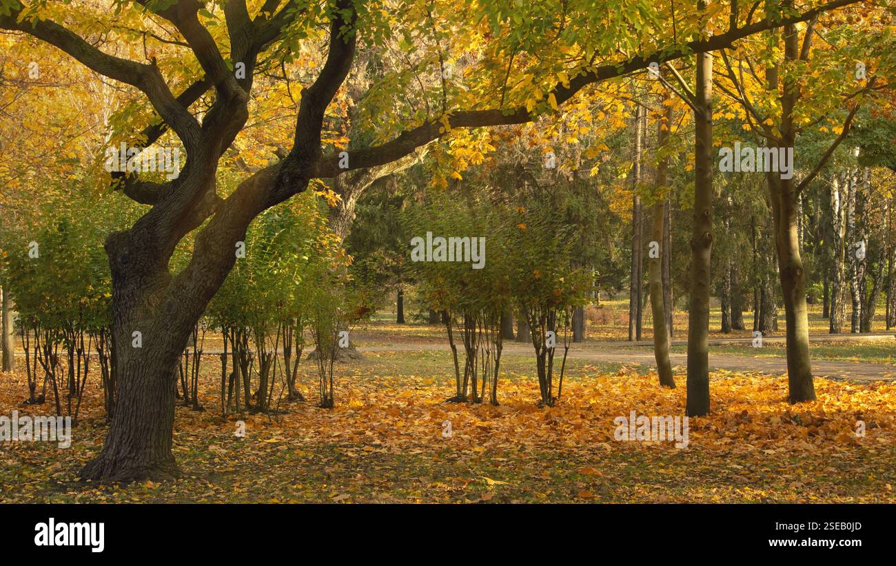 Parc d'automne avec des rayons de soleil passant à travers la couronne d'un arbre ramifié Banque D'Images