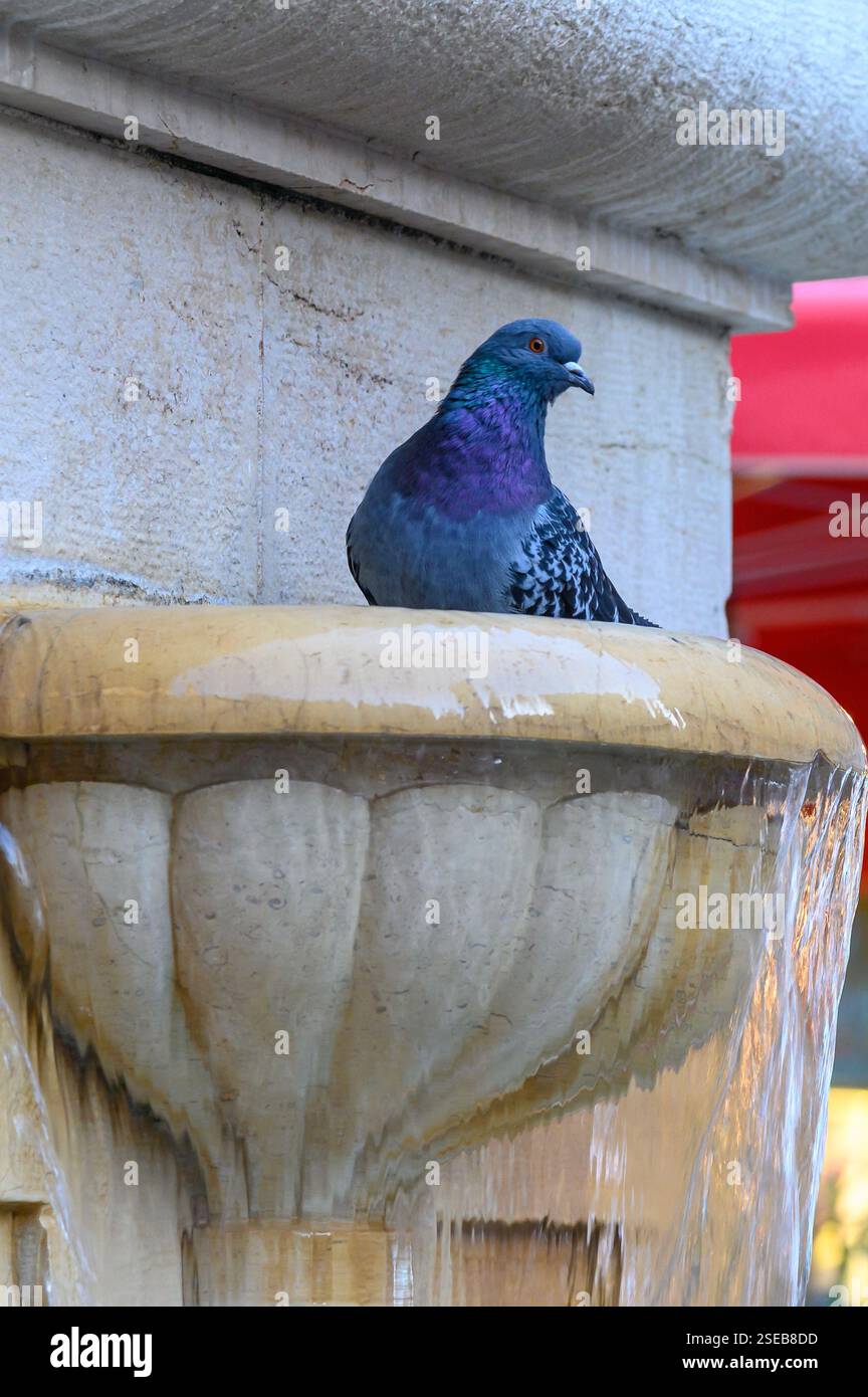 Un pigeon baigne dans une fontaine dans le centre historique de Nice, Nice, côtes d'Azur, France Banque D'Images
