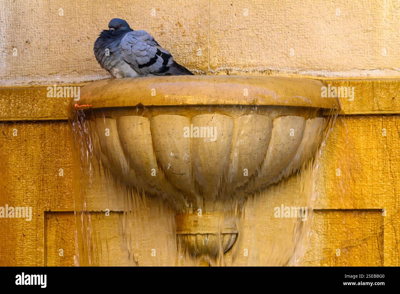 Un pigeon baigne dans une fontaine dans le centre historique de Nice, Nice, côtes d'Azur, France Banque D'Images