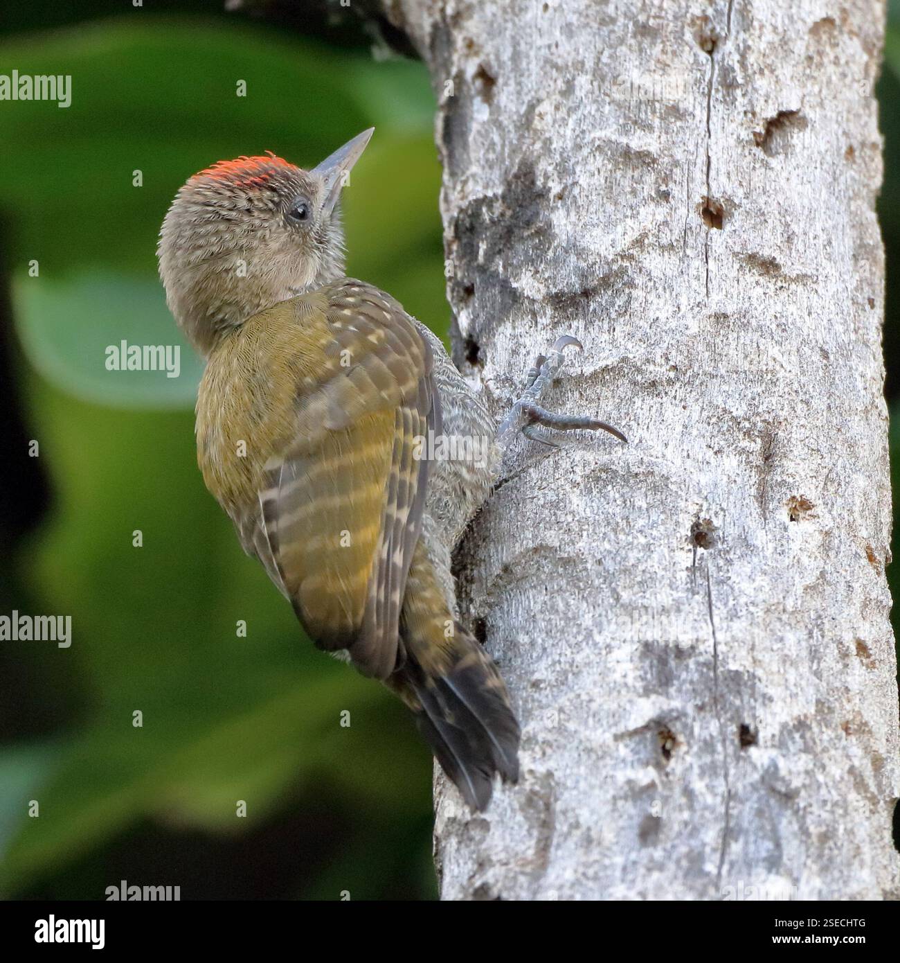 Petit pic des bois (Veniliornis passerinus) mâle, perché sur un tronc percé de trous Banque D'Images