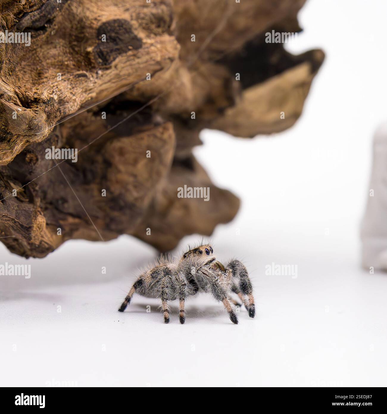 Macro-plan détaillé d'une araignée sautante perchée sur un rocher, mettant en valeur ses textures complexes et ses grands yeux expressifs. Banque D'Images