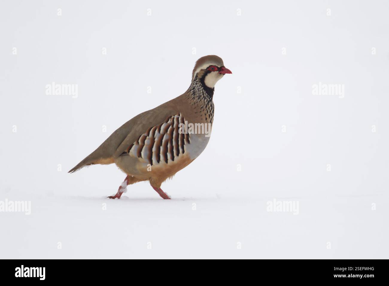 Oiseau adulte à pattes rouges ou perdrix française (Alectoris rufa) dans un champ de terre agricole couvert de neige en hiver, Angleterre, Royaume-Uni, Europe Banque D'Images