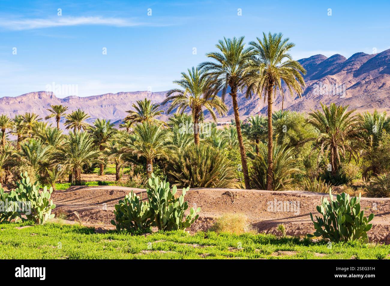 Palmiers dans une oasis de verdure dans le désert paysage aride entre Agdz et Zagora villes dans les montagnes de l'Atlas, Maroc, Afrique du Nord Banque D'Images